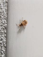 Aufeius impressicollis