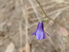 Conanthera campanulata