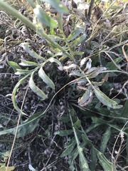 Centaurea scabiosa sadleriana