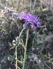 Centaurea scabiosa sadleriana