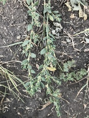 Polygonum aviculare