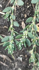 Polygonum aviculare