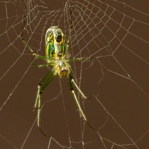 Orchard Orbweaver photo 3