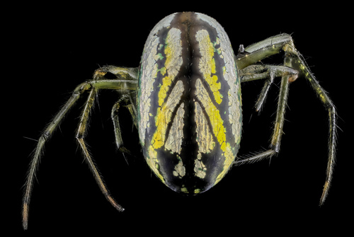 Orchard Orbweaver