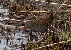 Rallus aquaticus