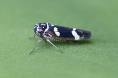 Macugonalia leucomelas