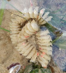 Volegalea cochlidium