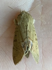 Litoprosopus futilis