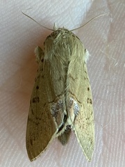 Litoprosopus futilis