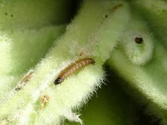 Nothris verbascella