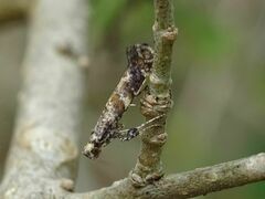 Gracillaria syringella