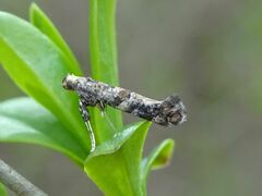 Gracillaria syringella