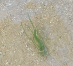 Ulva meridionalis