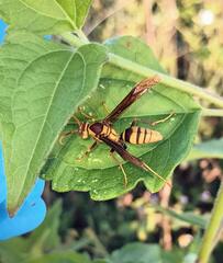 Polistes major major
