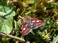 Pyrausta ostrinalis