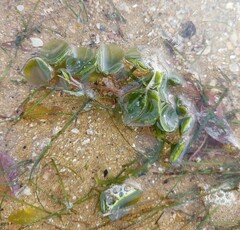 Caulerpa chemnitzia