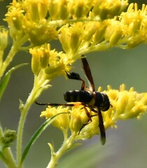 Trichopoda plumipes