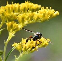 Trichopoda plumipes
