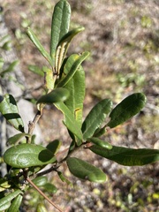 Quercus geminata