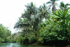 Arenga pinnata