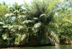 Arenga pinnata