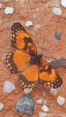 Chlosyne lacinia saundersi