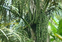 Arenga pinnata