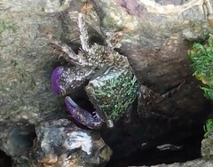 Metopograpsus
