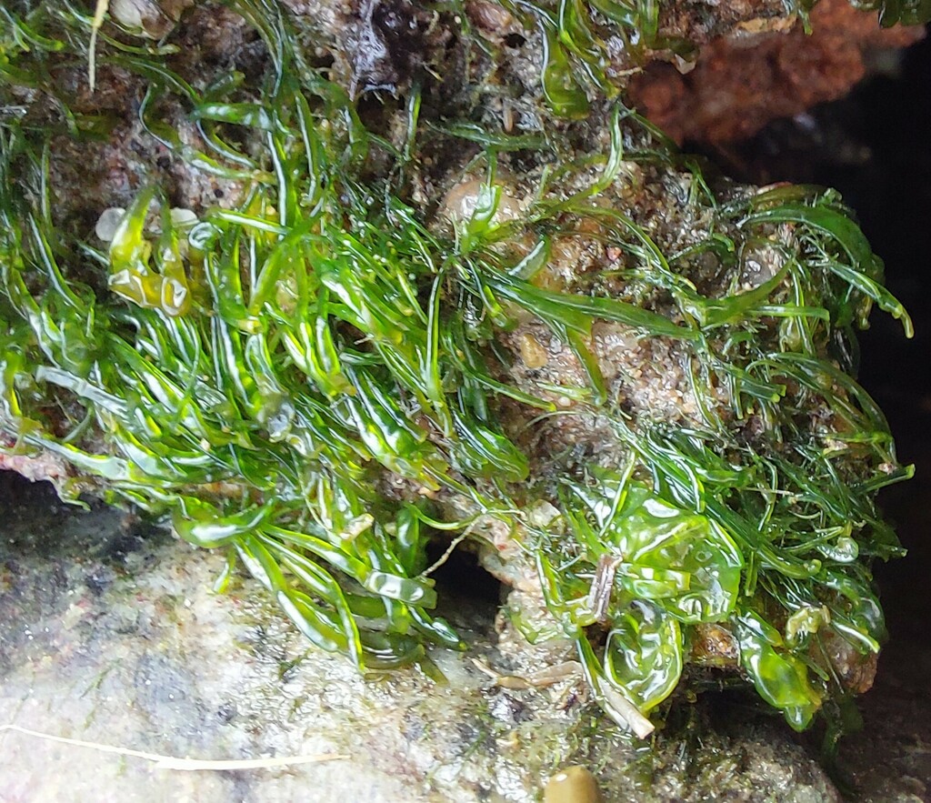 Ulva tepida (Ulva tepida)