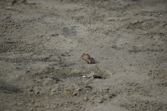 Ocypode gaudichaudii