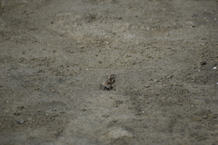 Ocypode gaudichaudii