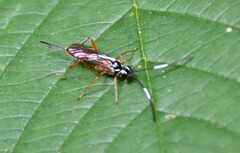 Mesostenus thoracicus