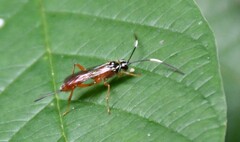 Mesostenus thoracicus