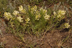 Astragalus pectinatus