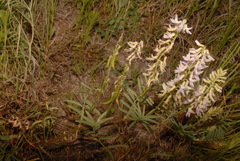 Astragalus bisulcatus