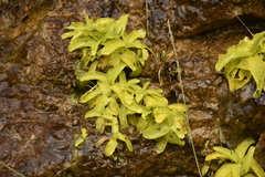 Pinguicula grandiflora