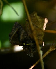 Autographa precationis