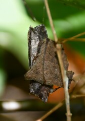 Autographa precationis