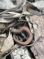 Elgaria multicarinata