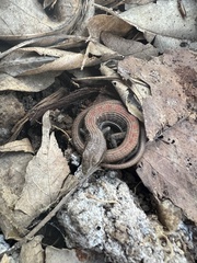 Elgaria multicarinata