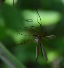 Tipula oleracea