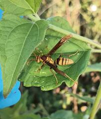 Polistes major major
