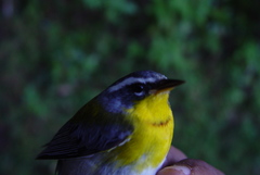 Oreothlypis superciliosa