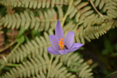 Crocus nudiflorus