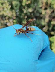 Polistes major major