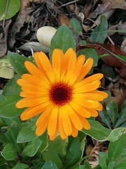 Calendula officinalis