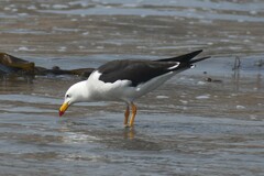 Larus belcheri