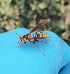 Polistes major major