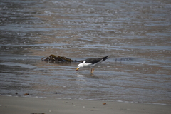 Larus belcheri