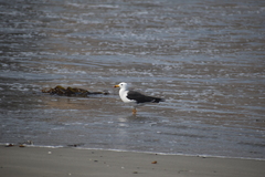 Larus belcheri